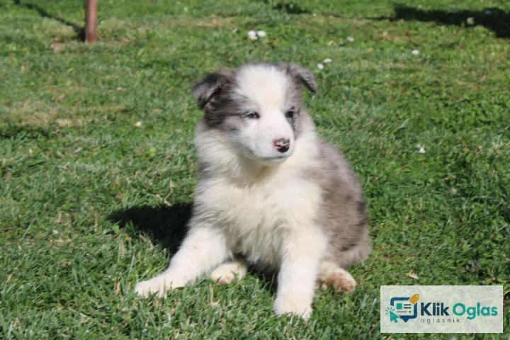Na prodaju stenci Border collie