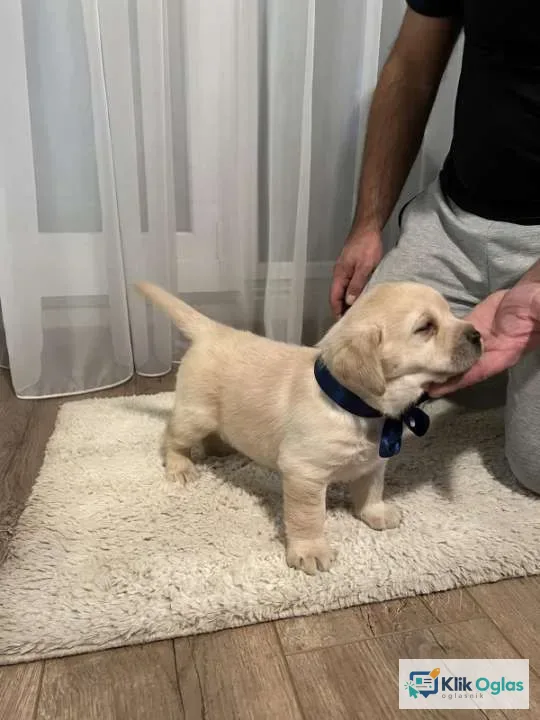Labrador retriver, prelepi štenci