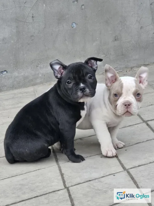 American bully micro-pocket