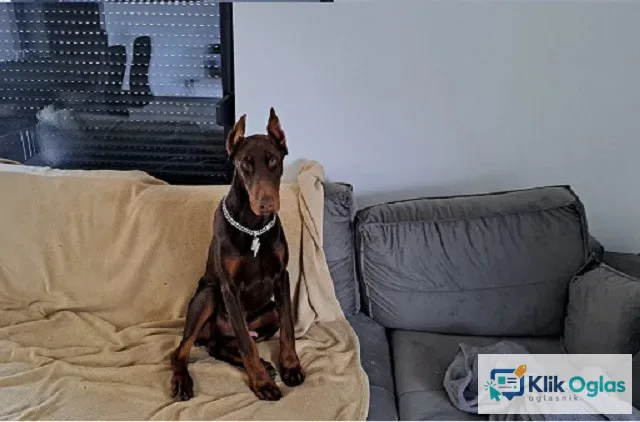 Doberman