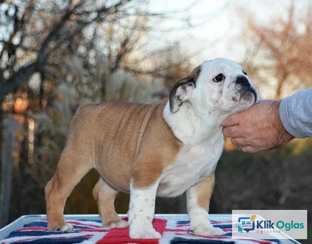 Engleski buldog