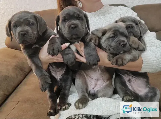 Cane Corso