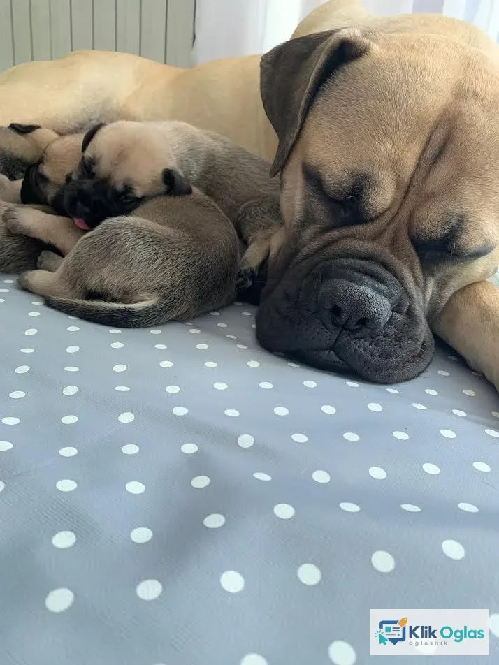 Štenci BULMASTIFA na prodaju s papirima