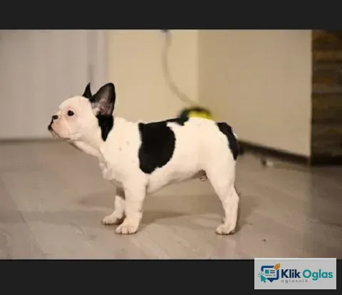 Francuski buldog