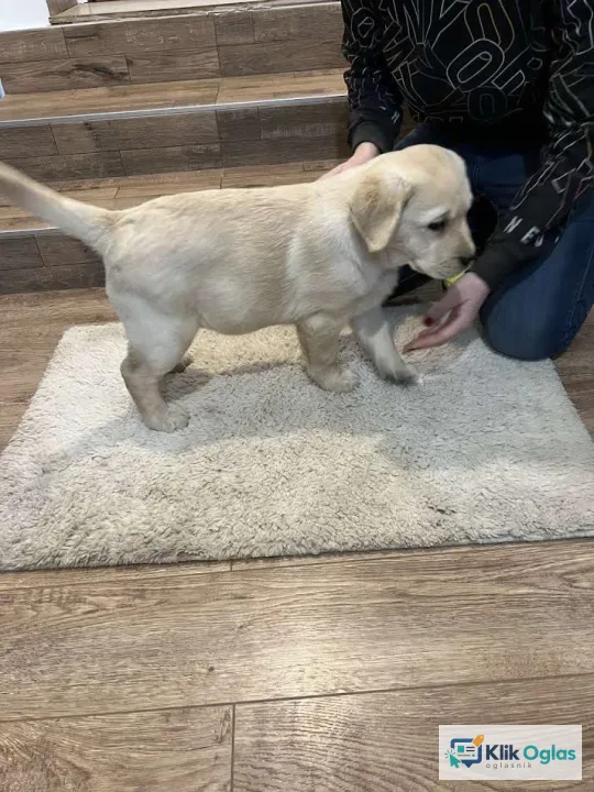 Labrador retriver, štenci