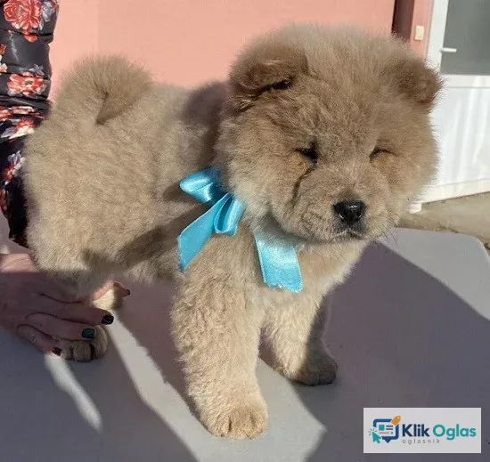 Chow-chow štenci