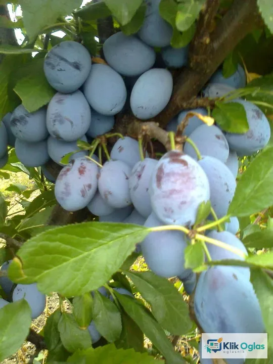 Rezervacije u toku za jesenju sadnju voćnih sadnica