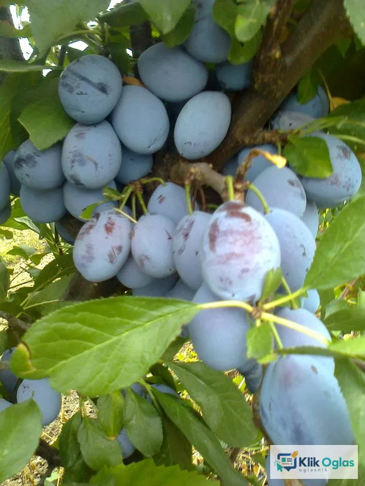 Rezervacije u toku za jesenju sadnju voćnih sadnica