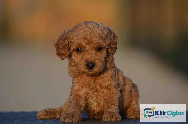 Mini pudle, aprikot boje