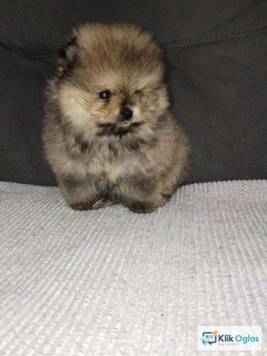Prelepi štenci pomeranskog špica