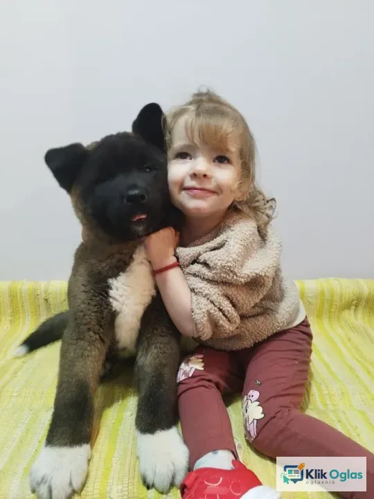 Američka Akita