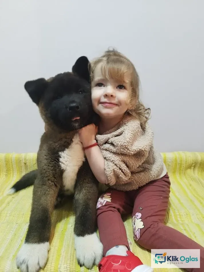 Američka Akita
