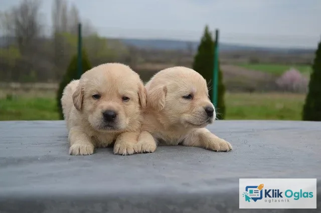 Labrador retriver, novo leglo