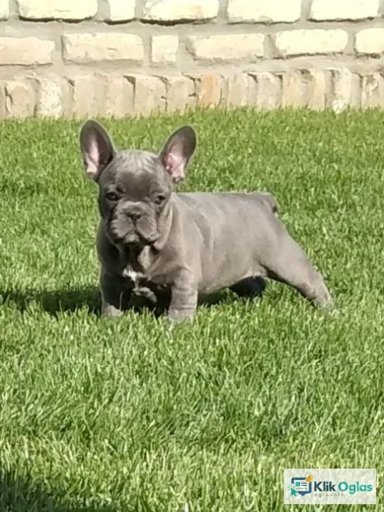 Francuski buldog egzotičnih boja