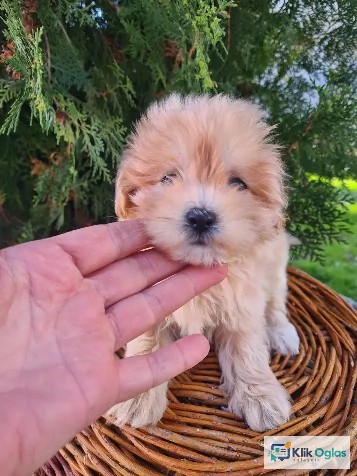 Maltipoo štenci !!