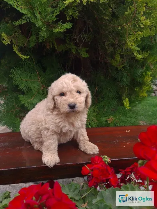 Labradoodle štenci