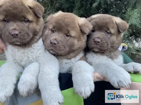 Američka Akita štenci