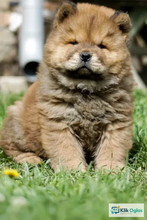 Chow chow