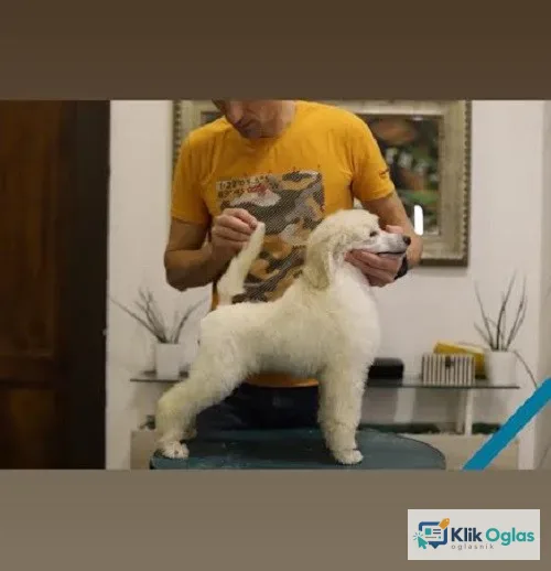 Štenci velike KRALJEVSKE POODLE