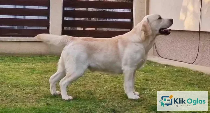 LABRADOR retriver štenci
