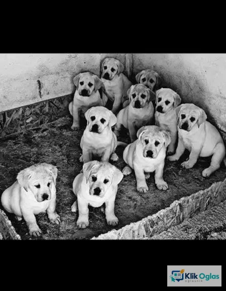 Labrador stenci