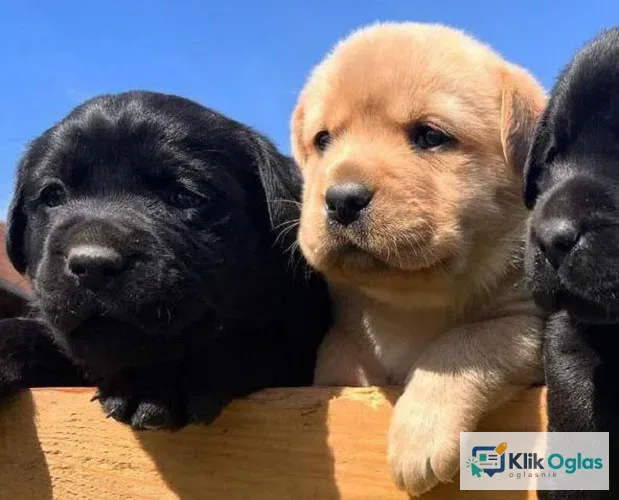 Žuti, crni i braon LABRADORI
