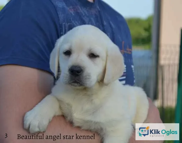 Labrador retriver štenad