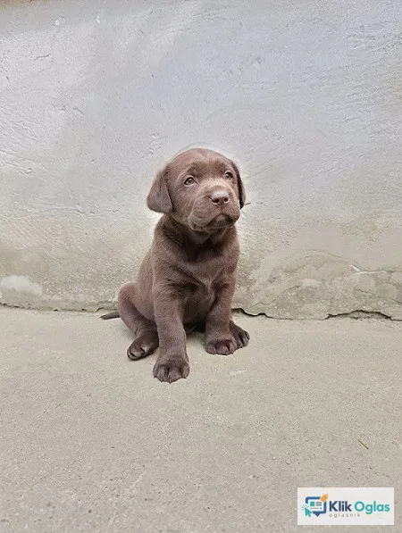 Labrador retriver tri ženke