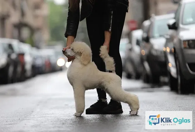 Štenci velike KRALJEVSKE POODLE !!