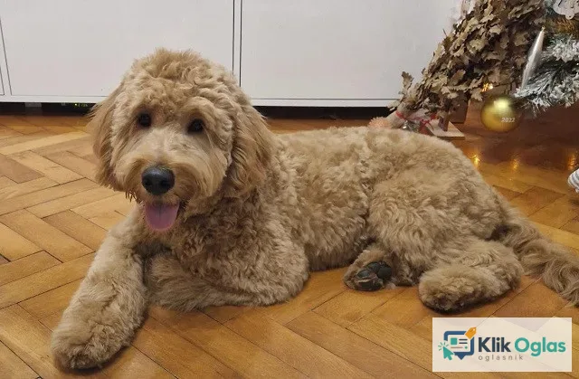 Goldendoodle F1