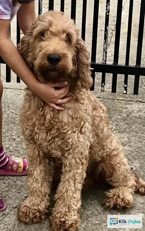 Labradoodle F1b