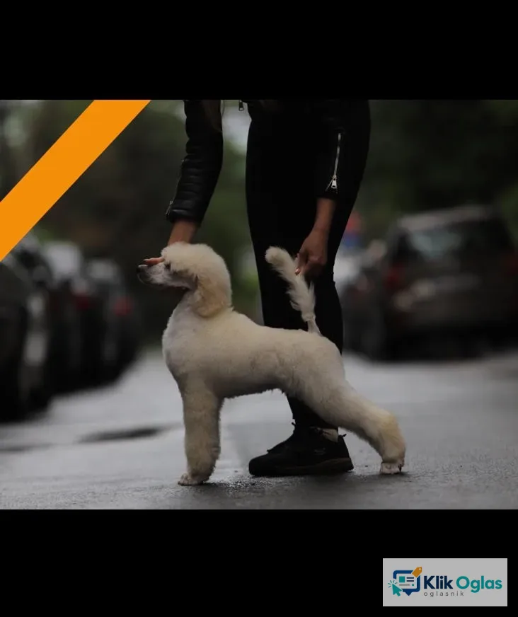 Štenci velike kraljevske poodle vrhunskih krvnih linija