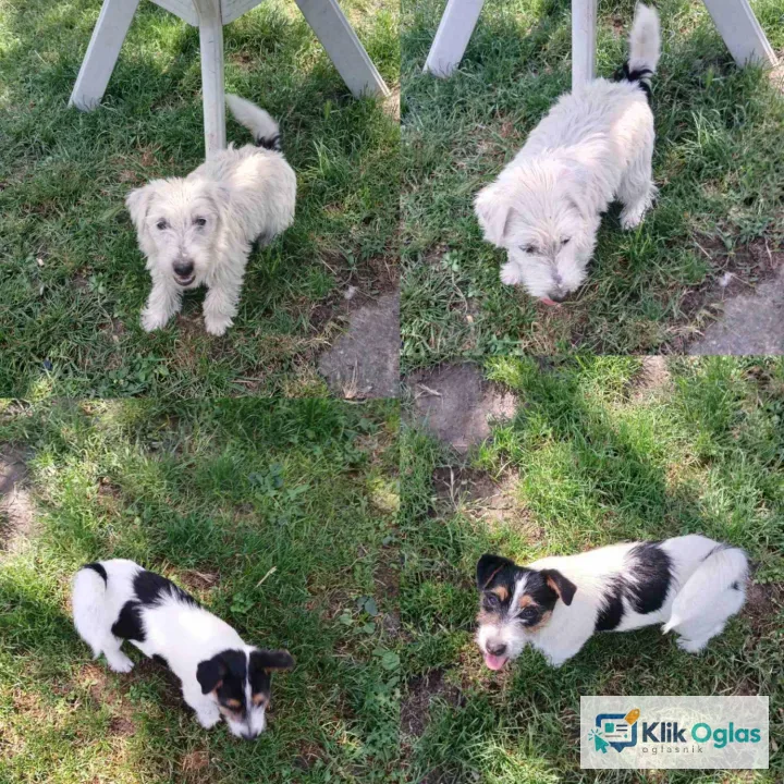 Jack Russell Terrier