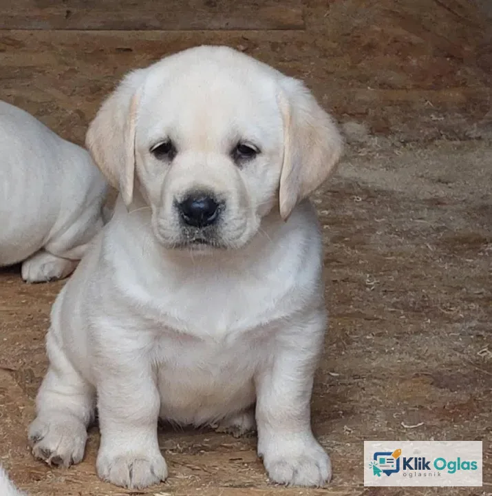 Labrador retriver, top leglo