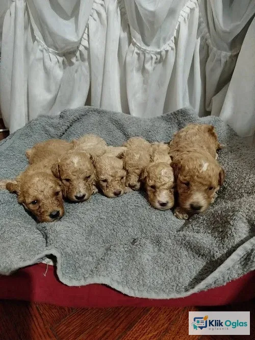 Maltipoo