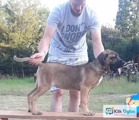 Kane Korso 2 ženke