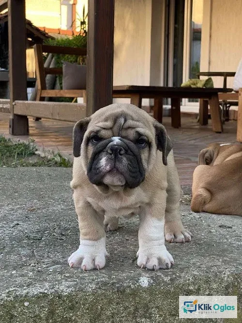 Engleski buldog štenad !!