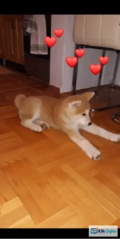 Japanska AKITA INU