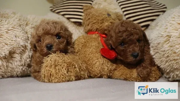 Mini Poodle