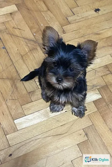 Mini Jorki