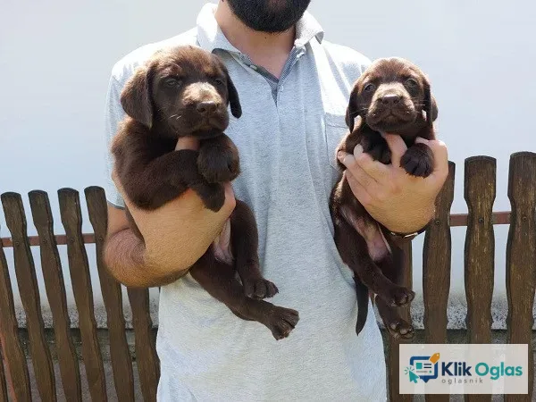 Labrador retriver, čokoladno leglo