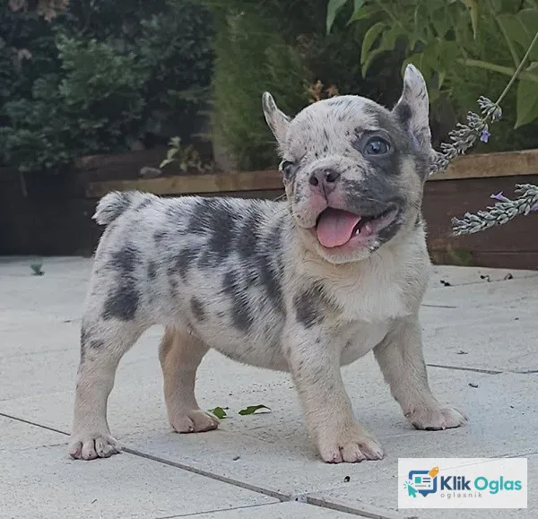 FRANCUSKI BULDOG - egzotičnih boja