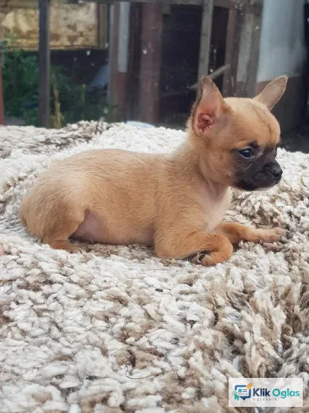 Mini čivave, ekstra kvaliteta