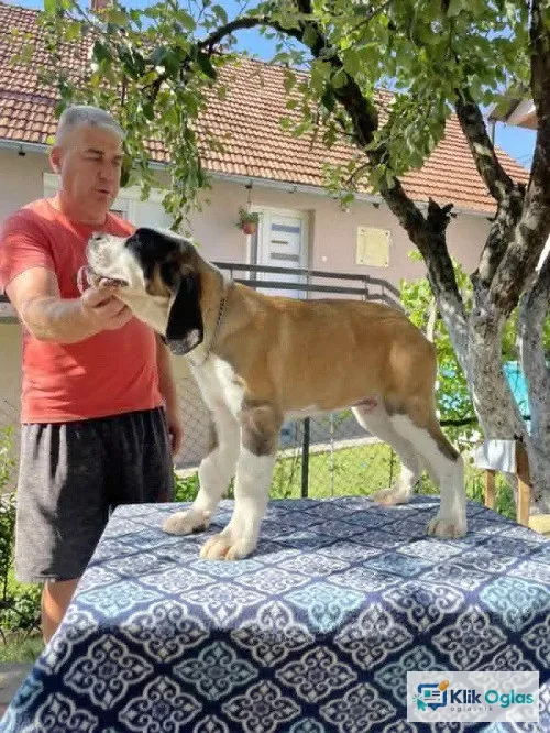 Bernardinac štenci