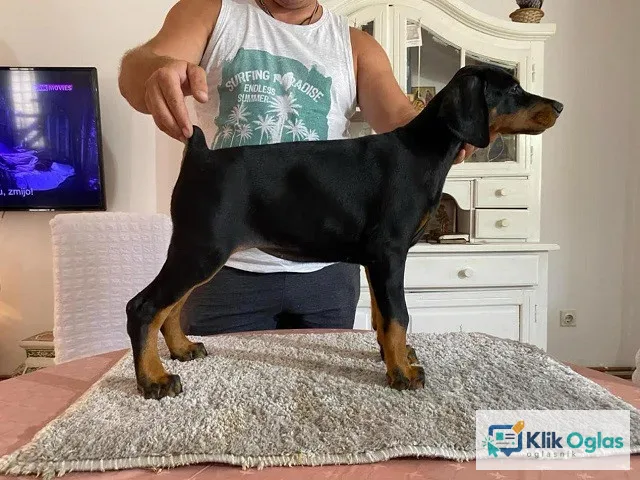 Doberman stenci na prodaju