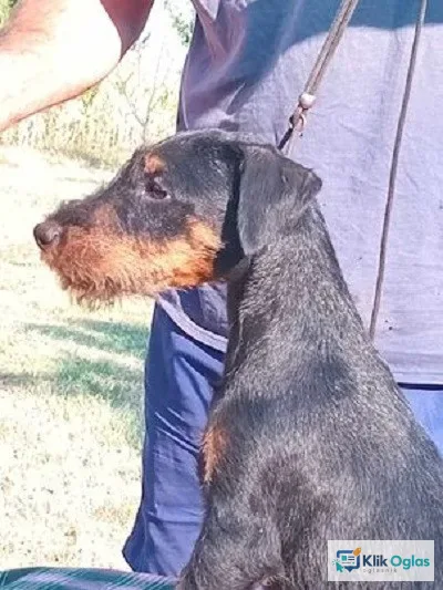 NLT štenci