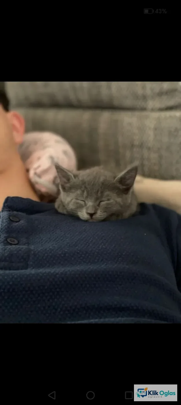 Rusian Blue Cat