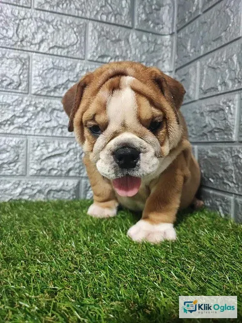 Engleski buldog - štenci !!