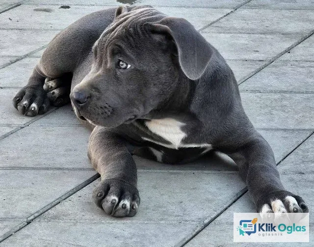 American bully xl !