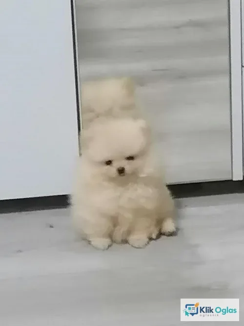 Pomeranski spic !!!
